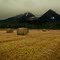 Harvest Season