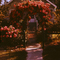 Roses - 1959