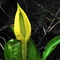 Skunk Cabbage