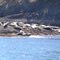 Canada: seals near Vancouver Island