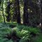 Lyall Creek Trail