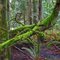 Mossy Trees