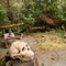 Tofino Botanical Gardens (archaeology), Tofino, British Columbia