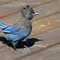 Young Punk (Steller's Jay)