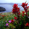 Indian Paintbrush