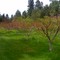 Fruit trees in a backyard