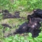 black bear in ditch - grizzly kill