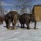  allo Zoo