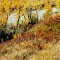 September Color Along The Bow River