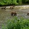 Grizzly with cubs
