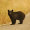 Pend D'Oreille Bear Near Trail British Columbia