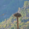 Osprey Family Near Trail British Columbia