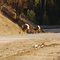 Whitetail Deer in the Pend D'Oreille Near Trail British Columbia