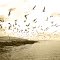 Johnstone - Ledge Rock - Seagulls  - B+W - 160 - nwicon.com