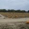 Pumpkin Patch