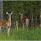 Cranbrook, BC V1C 6W6, Kanada