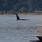 Killer Whale near Campbell River British Columbia