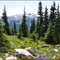 Flowers on Blackcomb Mountain