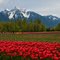 Seabird Island tulips and Mount Cheam