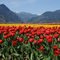 Tulips on Seabird Island BC