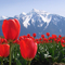 2008 Tulip Fetsival-1