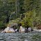 Cliffs of Barclay Sound 2
