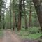 Fir grove, Tsuniah