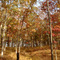 Lake Sara Flatwoods