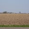 Harvested Cornfield