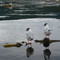 Gulls