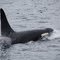 Orca / Killer Whale - Johnstone Strait, Vancouver Island