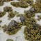 Rockweed aka. Bladderwrack clings to rocks exposed by the low tide at Little Bear Bay on Vancouver Island. May 28, 2012