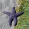 Seesterne am Strand im Seal Bay