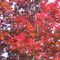 Maple