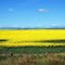  Canola Fields along Highway 2 near Connemara, Alberta, Canada