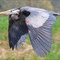 2009 October NPC Winner: Blue Heron in Flight