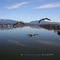 3 Canada Geese flyin over the Mighty Fraser River!