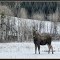 Moose on Douglas Lake Ranch
