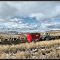Feeding cattle at Douglas Lake Ranch