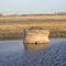 SASKATCHEWAN - un nid d'oie