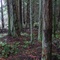 Lichen and moss