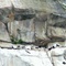 Cormorant Colony Nesting Site