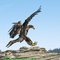 Immature Bald Eagle Landing