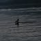 Port Alice swimming Deer