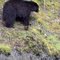 BEAR IN TAHSIS