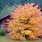 Tahsis Maple