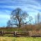 Garry Oak (Quercus garryana)