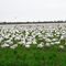 Thousands of Snow Geese overwinter each year on Westham Island