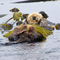 Fuzzy the Sea Otter, Ucluelet,  B.C.