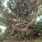 Strange Tree